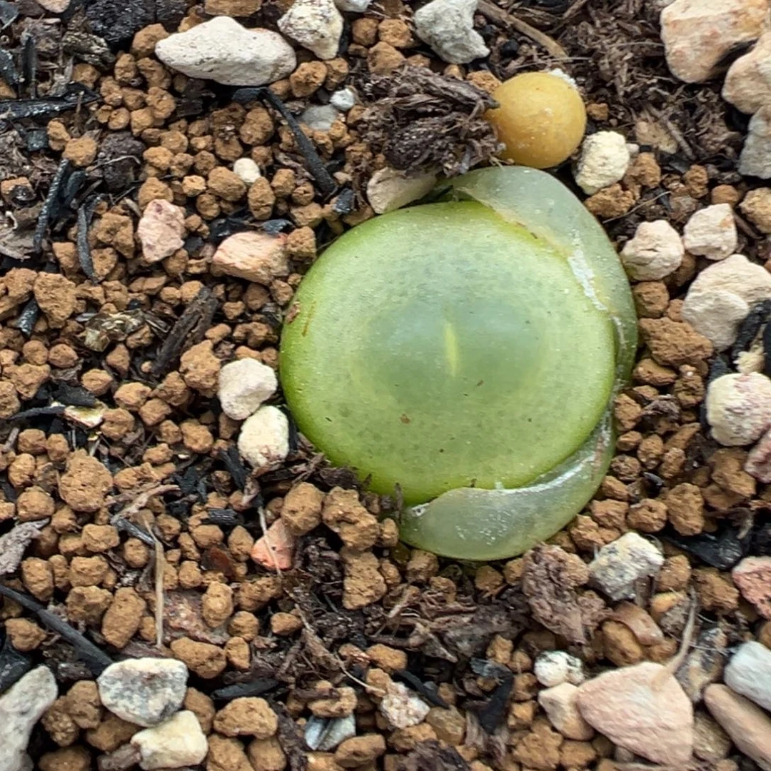 181拉登1.3厘米裸根发货