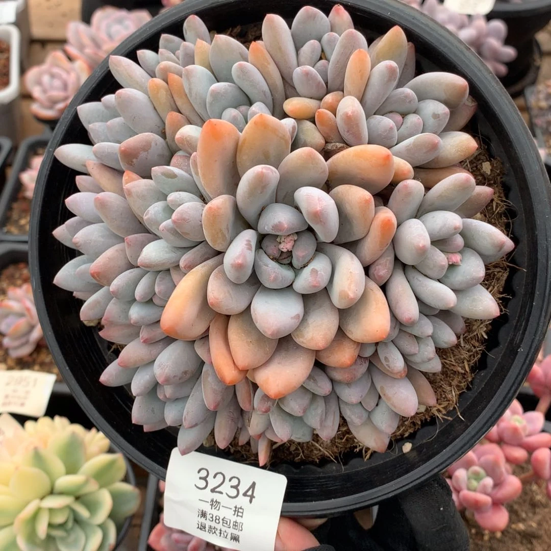 14.5厘米14头香水多肉3234