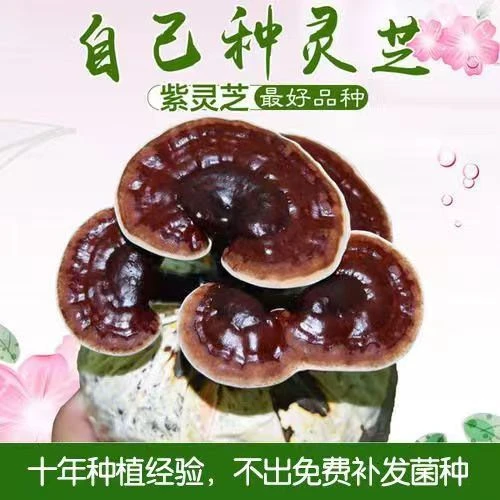 蘑菇菌包灵芝菌包灵芝菌棒菌包家庭室内多肉盆栽批发懒人菌种