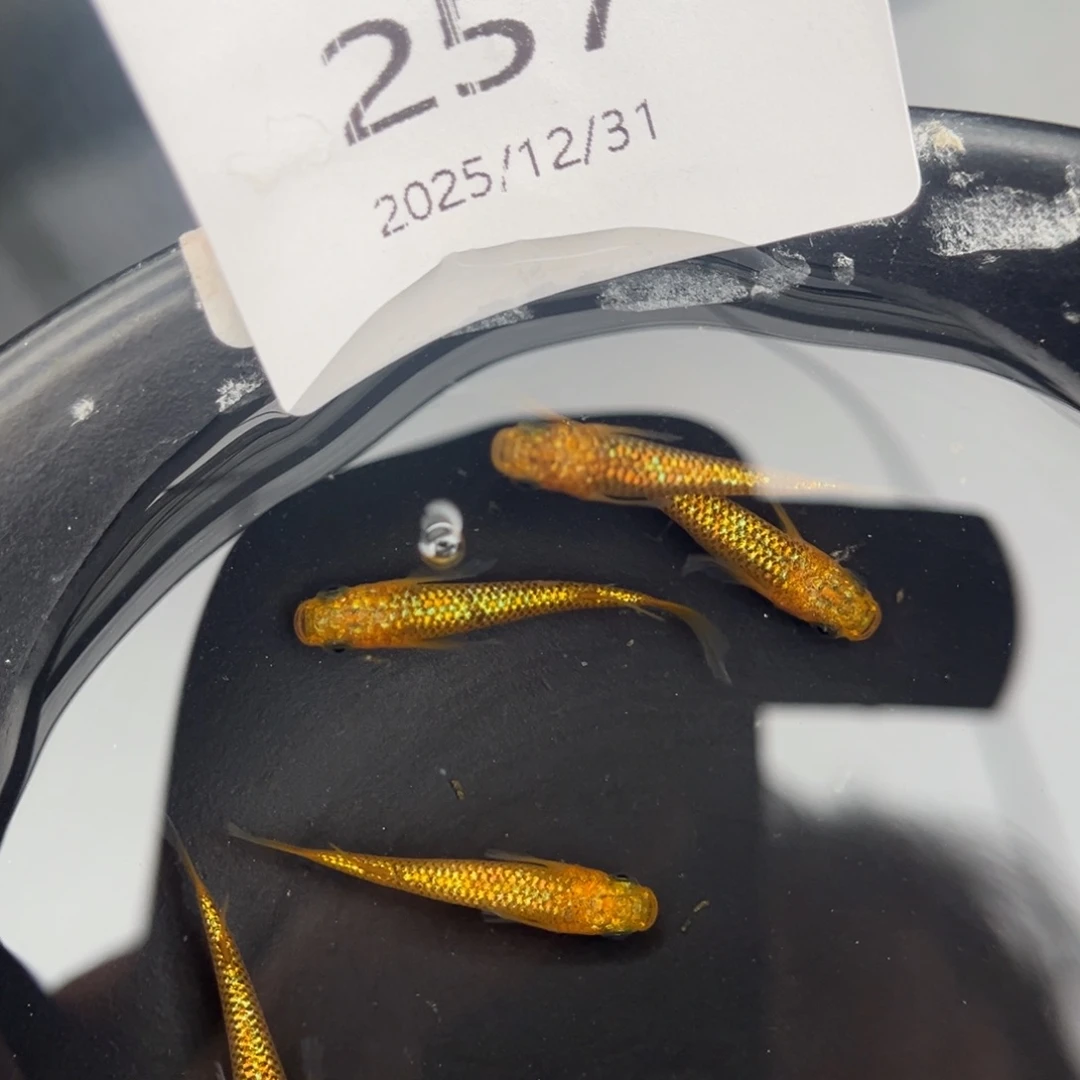 青鳉鱼257阳光5尾