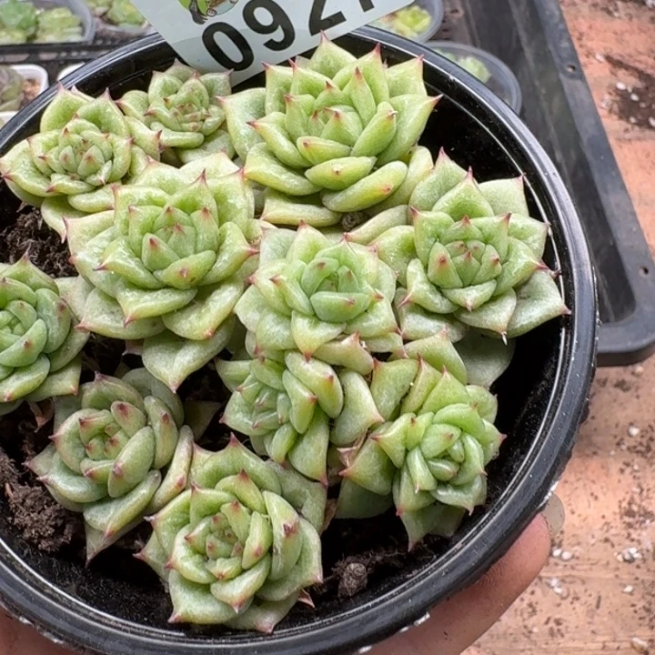 多肉植物多肉植物