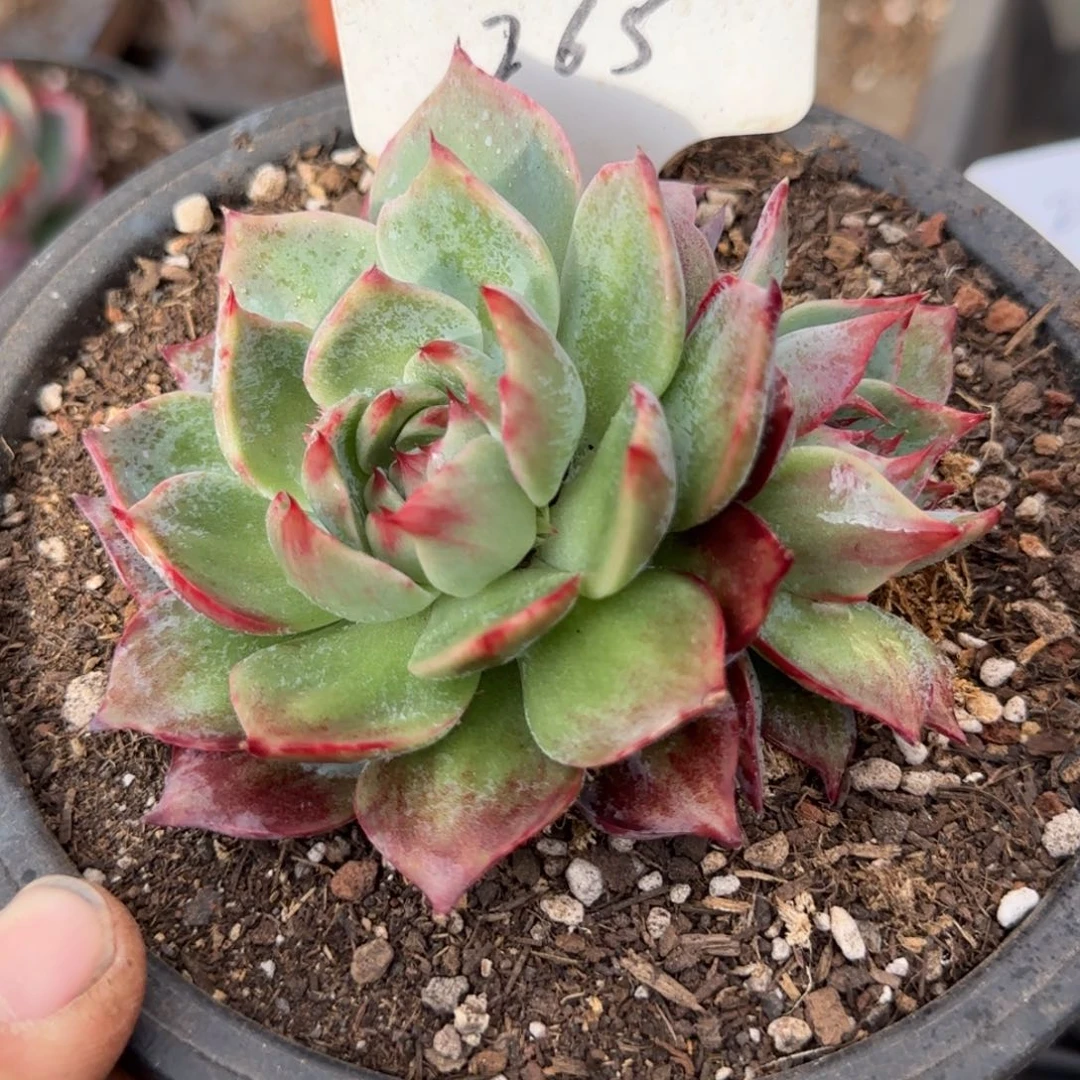 惊鸿一物一拍包装收缩花旱265