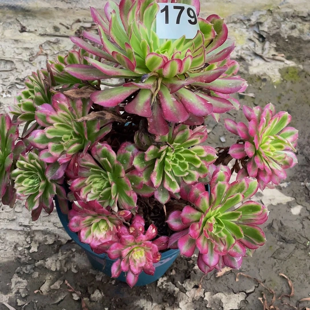 多肉法师179号青鸳发货不包损