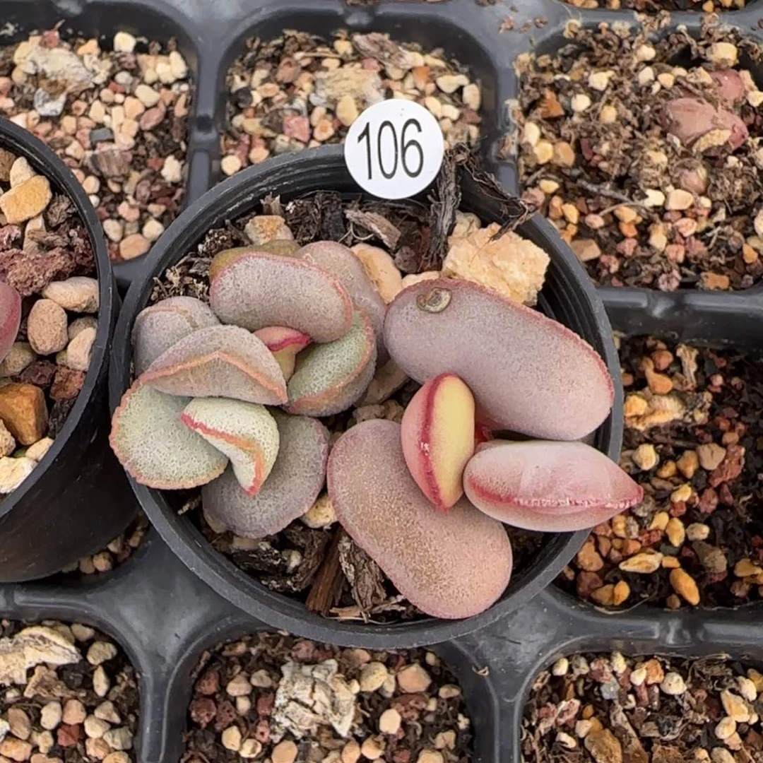 水泡组合多肉植物106