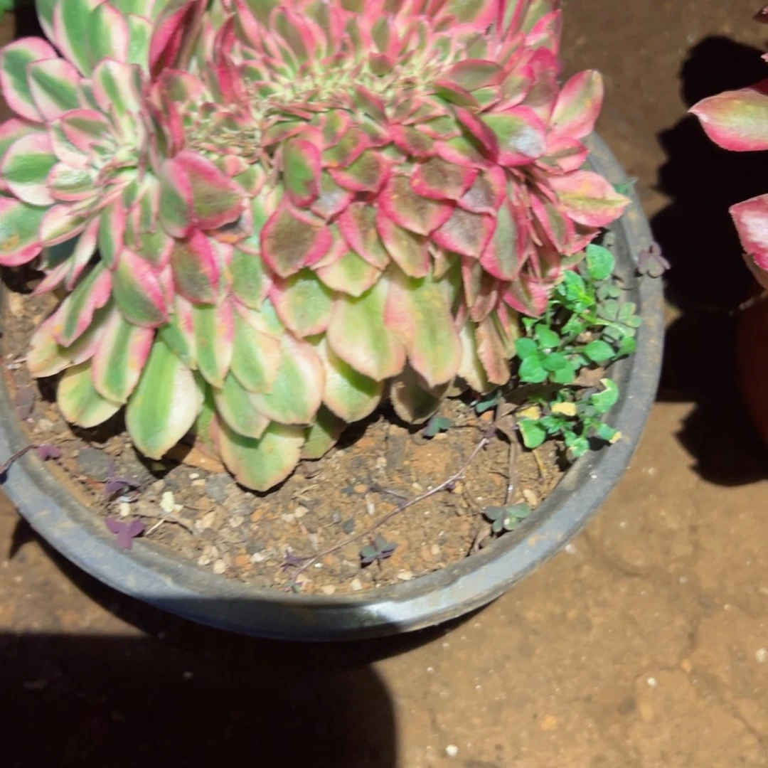 253 号多肉植物福利