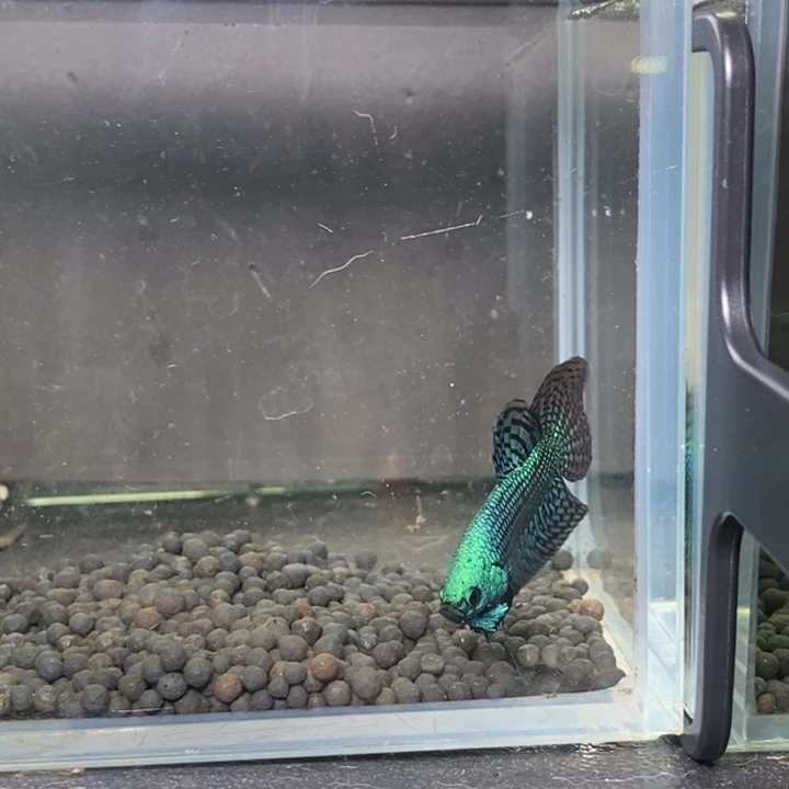 斗鱼泰国斗鱼328号