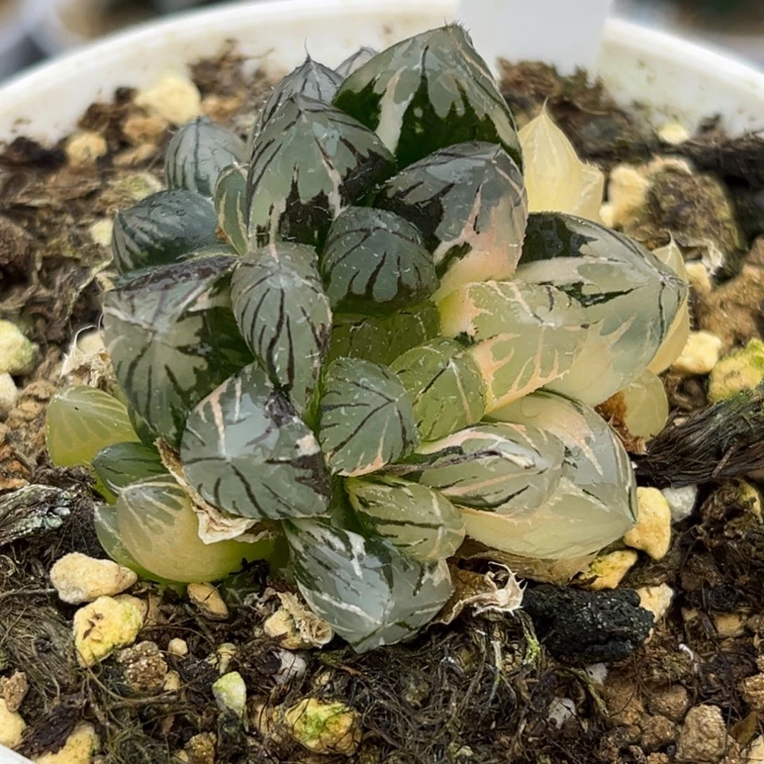 3霓虹灯玉露锦福利专场