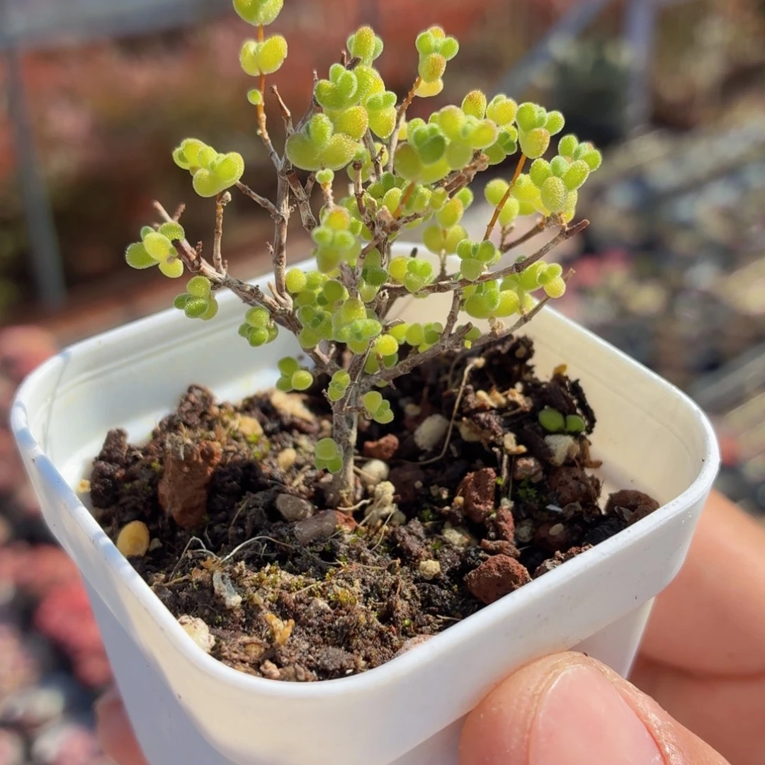 莱斯枝干多肉9.9包邮发货