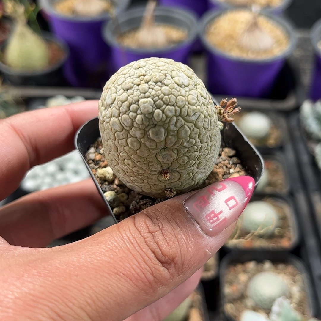 凝蹄玉单头发货单头发