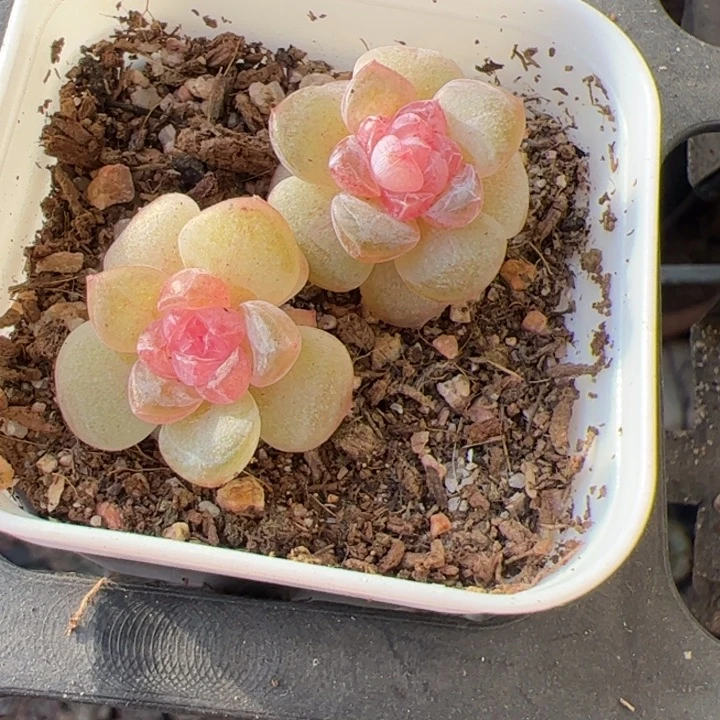 开播福利，一物一拍，尺寸不大介意勿拍