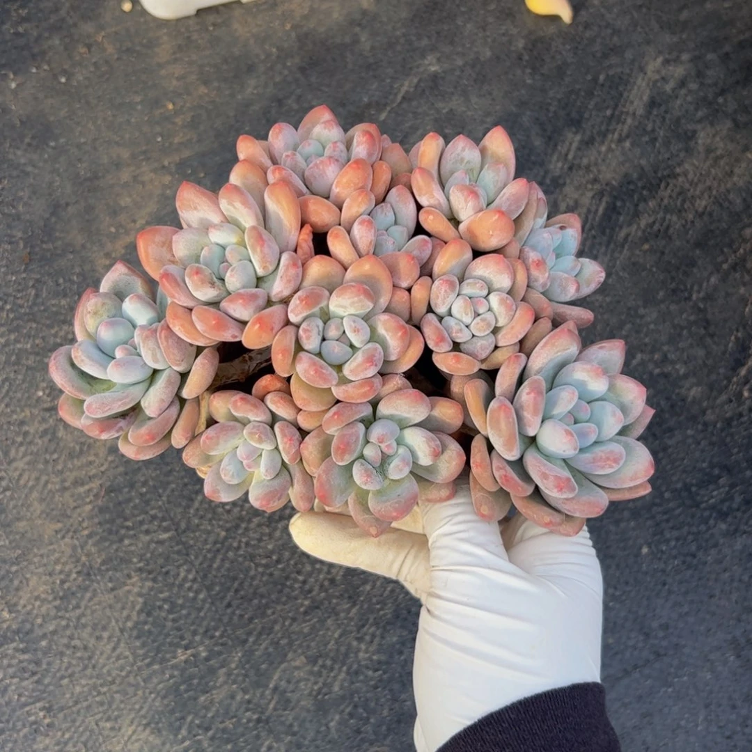 香水自然群多肉植物