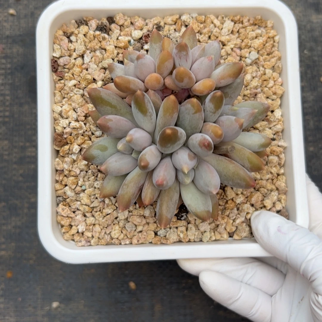 胖体哥特多肉植物