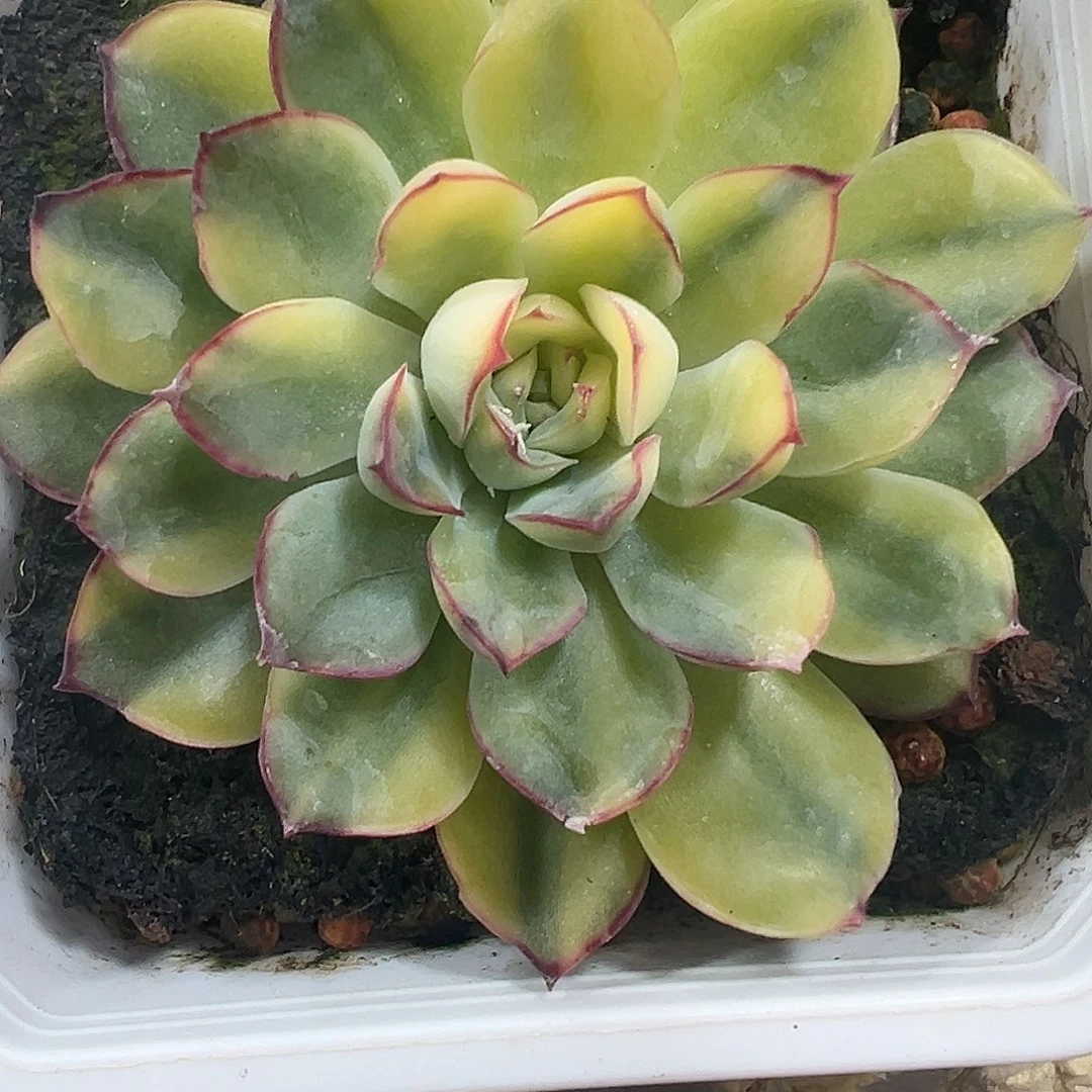 慈禧锦多肉满38包邮