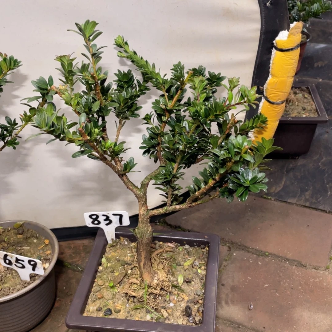 大***仔以实际为准罗汉松红宝石837带盆