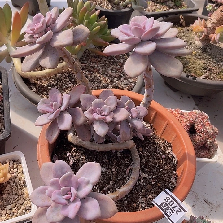 桃霜2708多肉植物