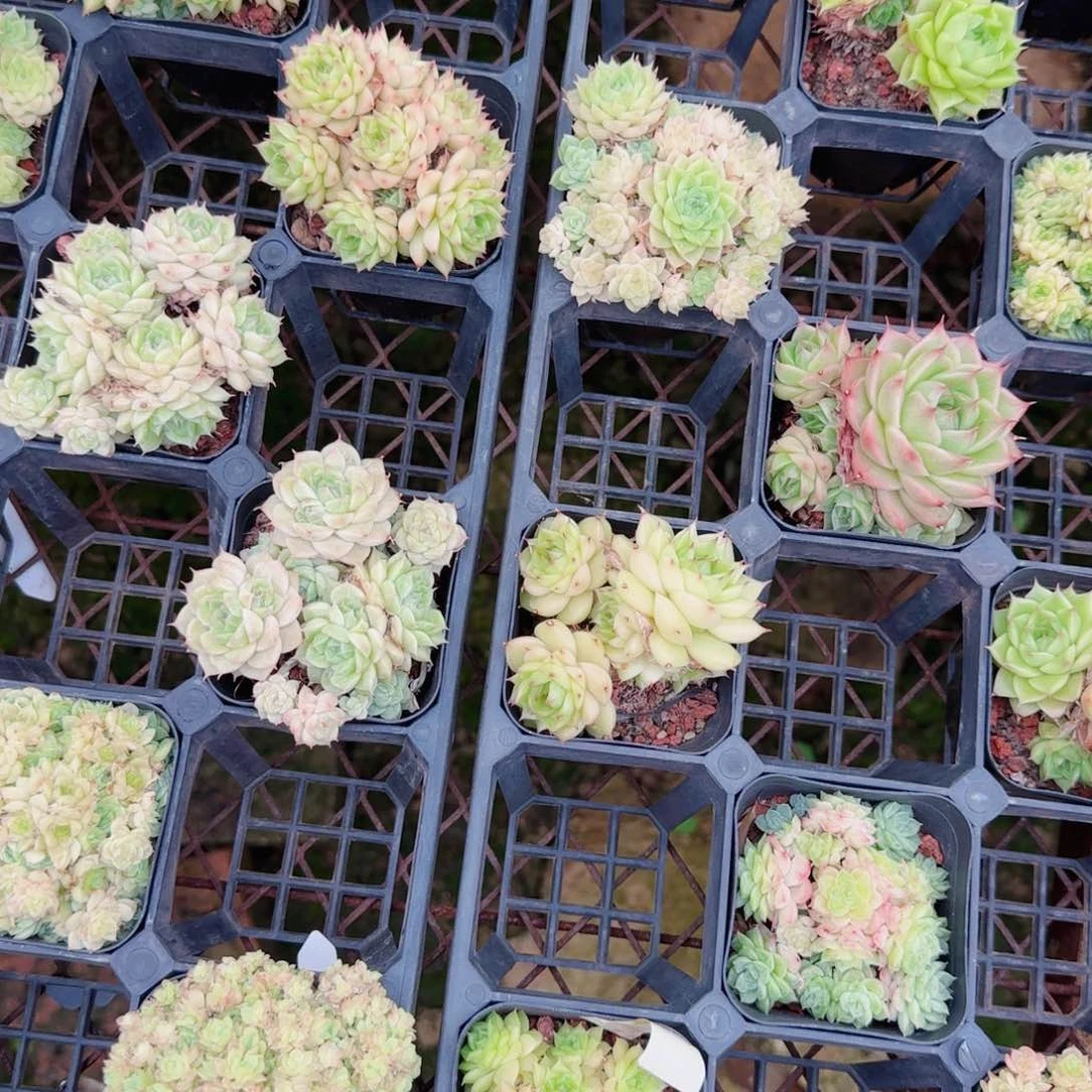 *****花语逸镜0627-15散