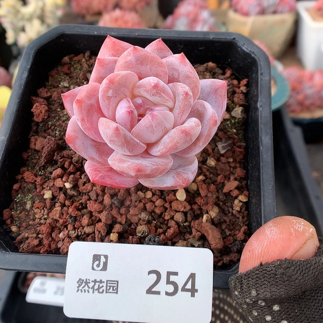 254雪天使多肉植物6666
