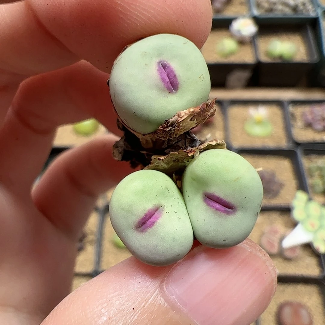 【闪购商品】246 红嘴