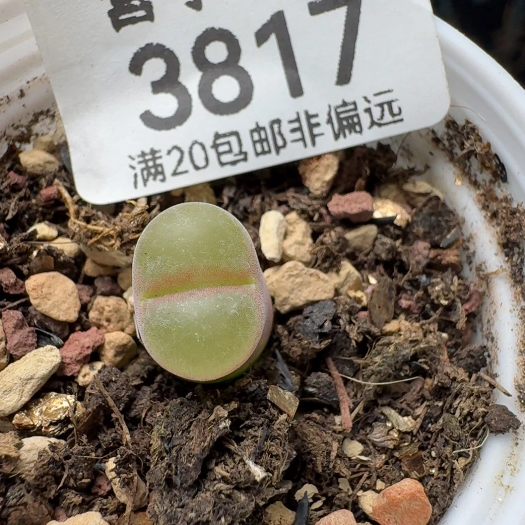 粉女带盆土。