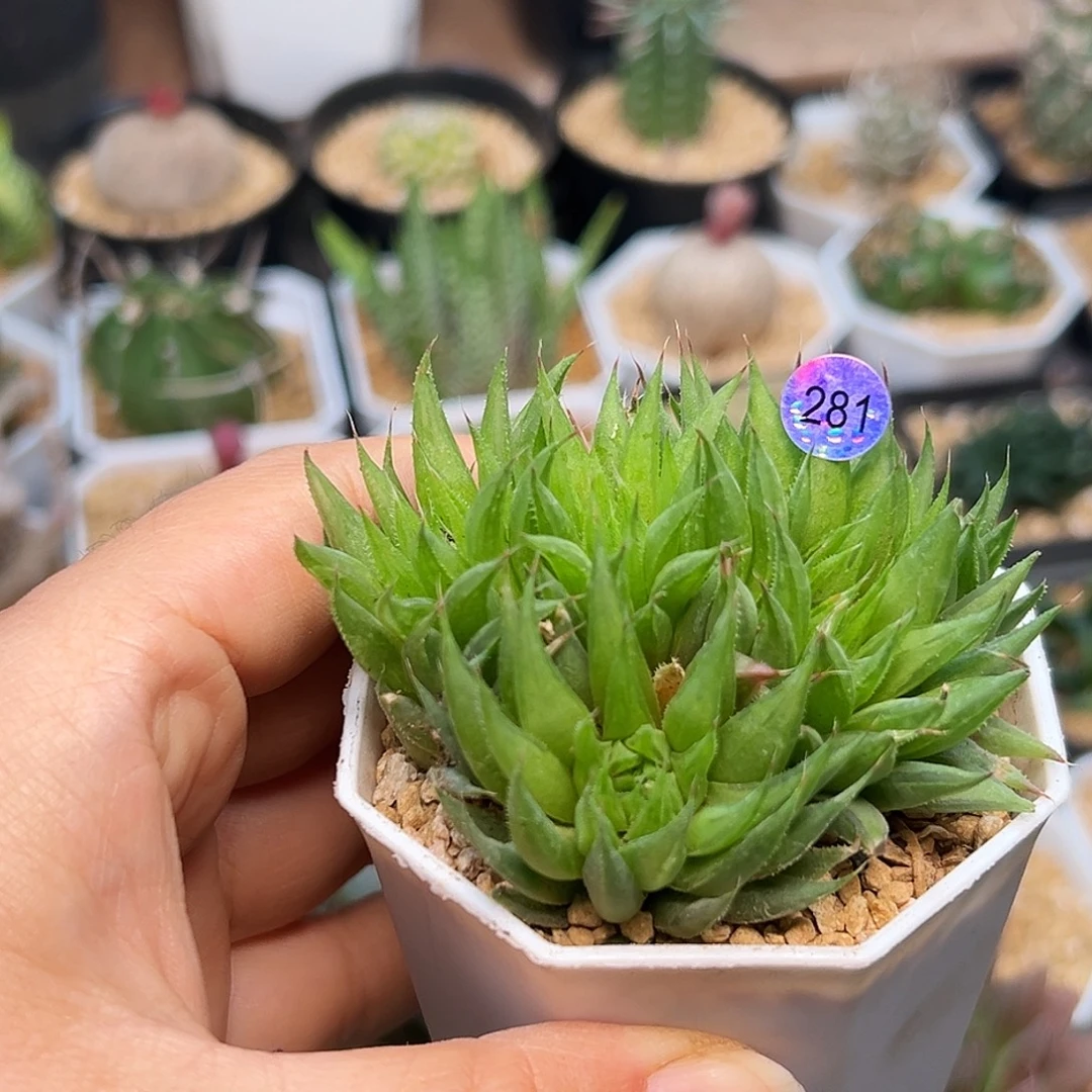 原始种十二卷母本群一颗