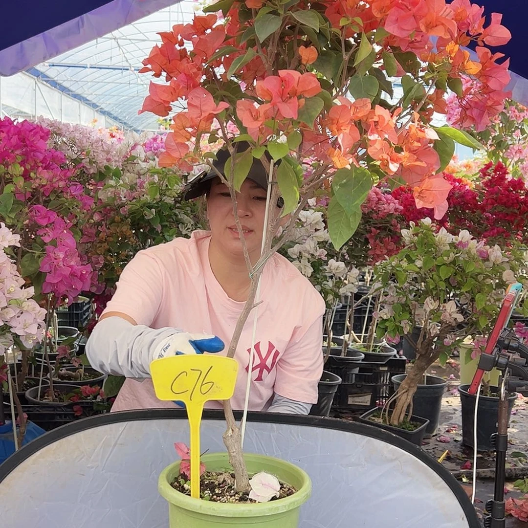 兰***香大部分花苞少量开放C76波妹