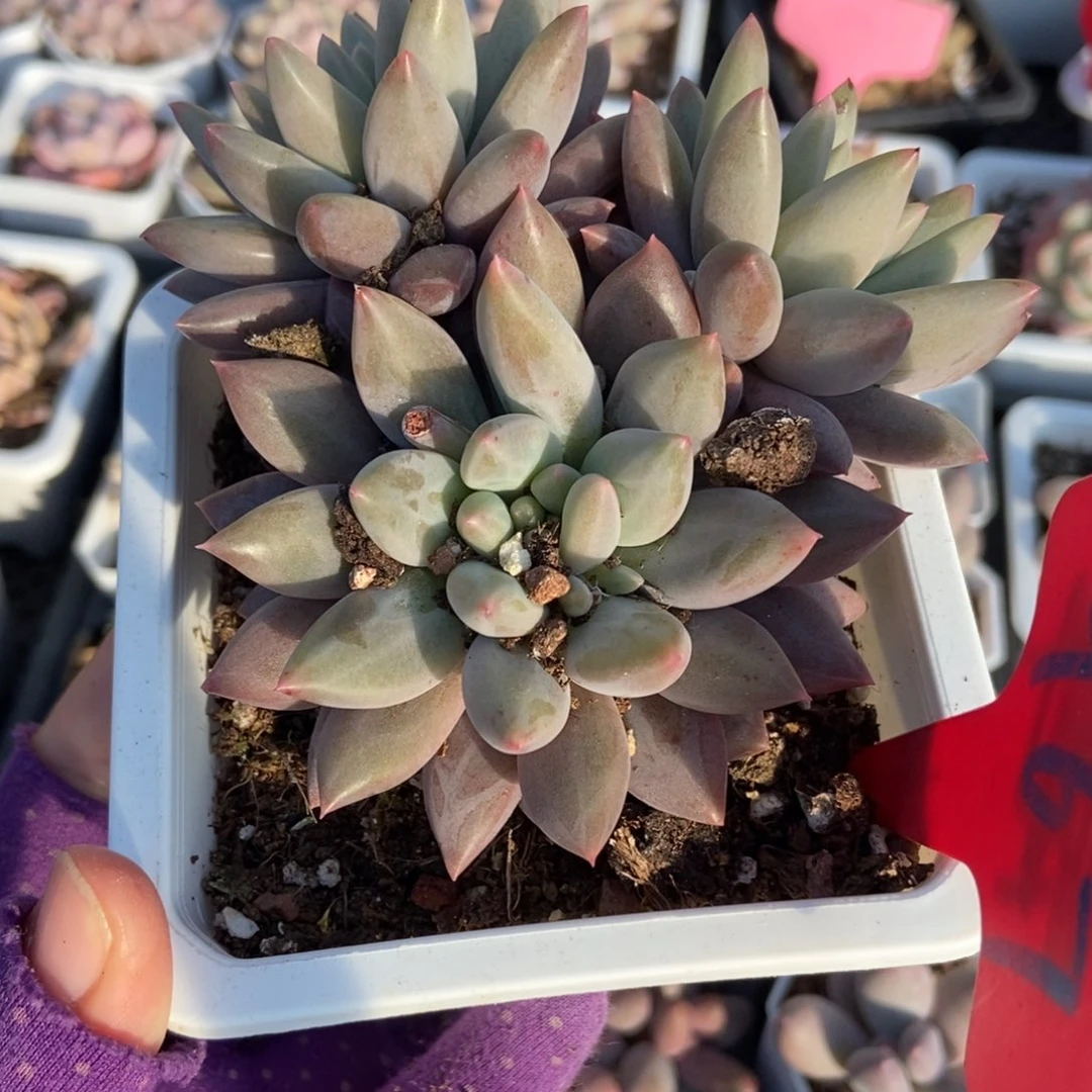 967车厘子多肉植物