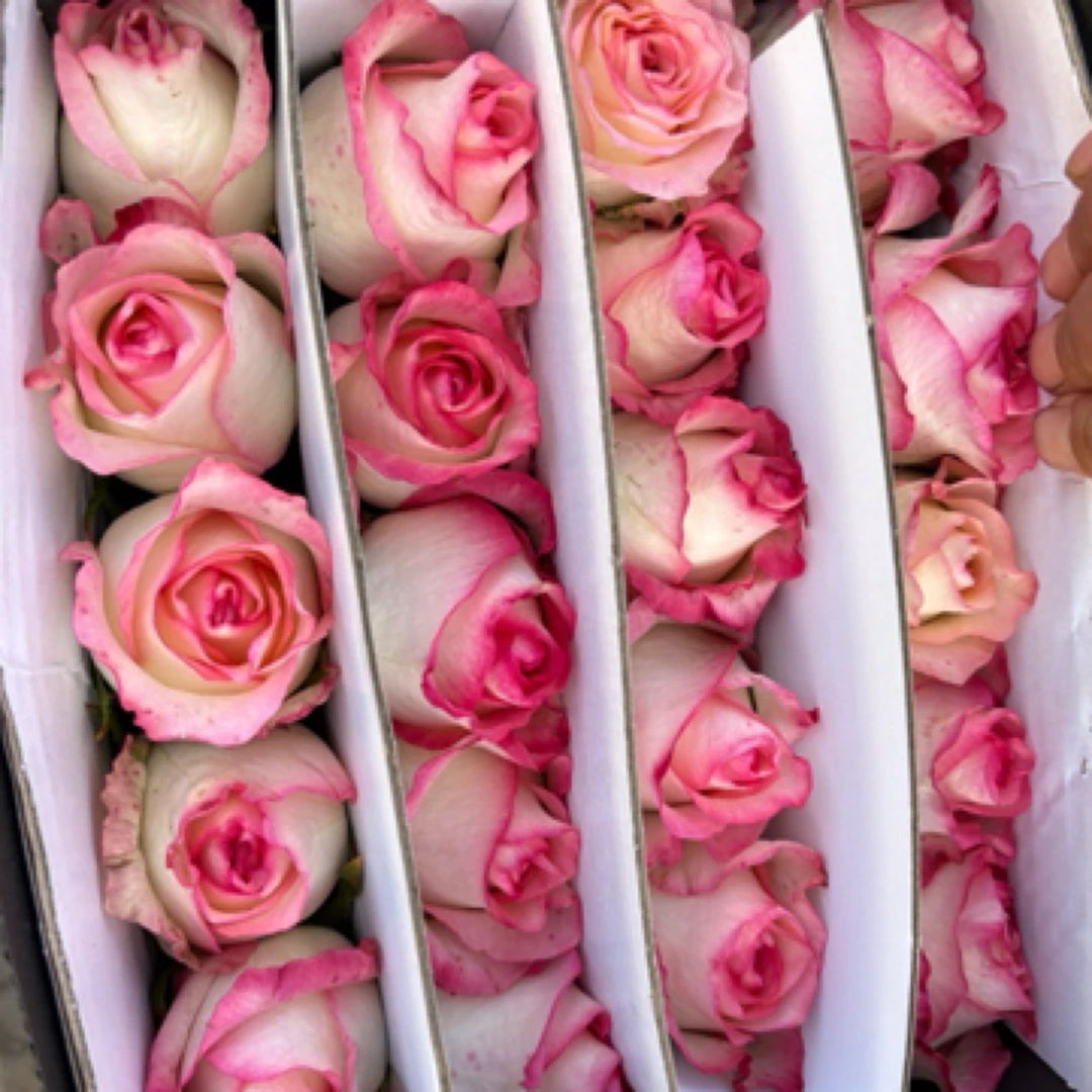 精品玫瑰爱莎粉色20枝