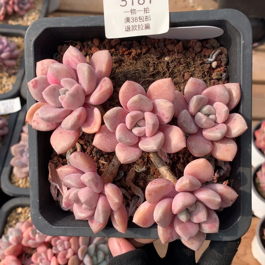 13厘米五头老桩白鹭3181