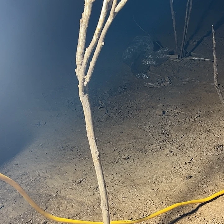 f***u完全开放黑天鹅中颗