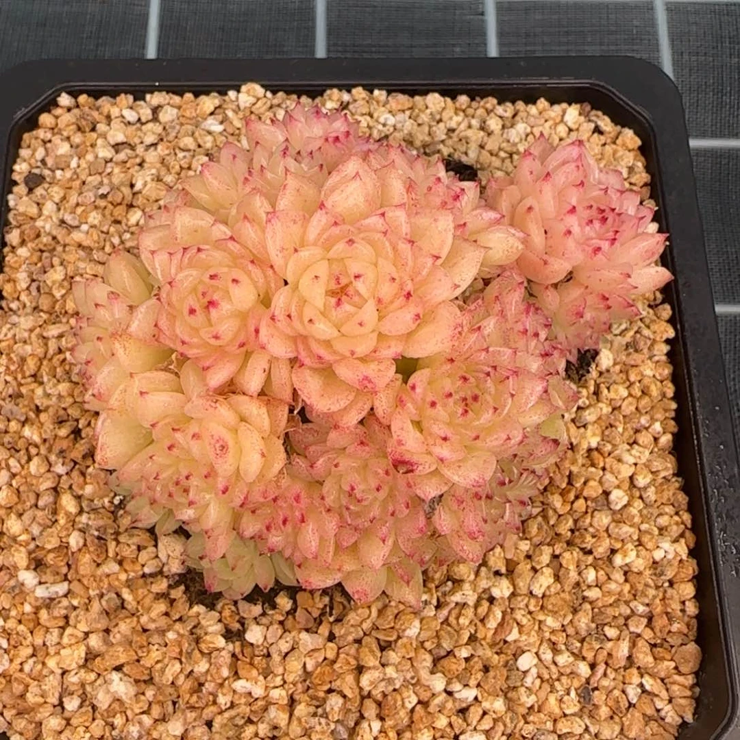 从前慢花园多肉精选香特