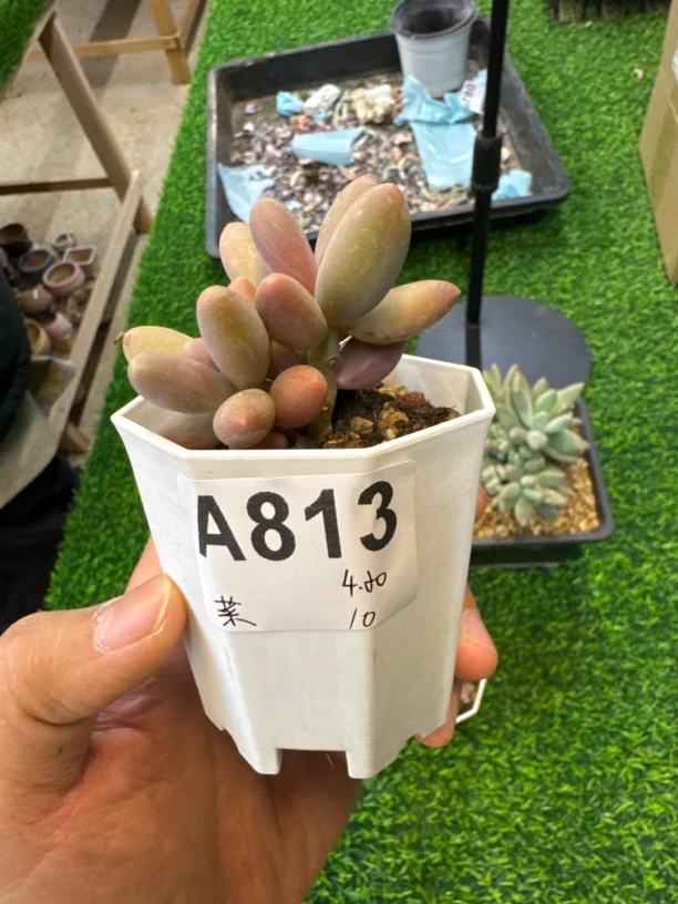A813，菜鸡互啄，多肉植物一物一拍