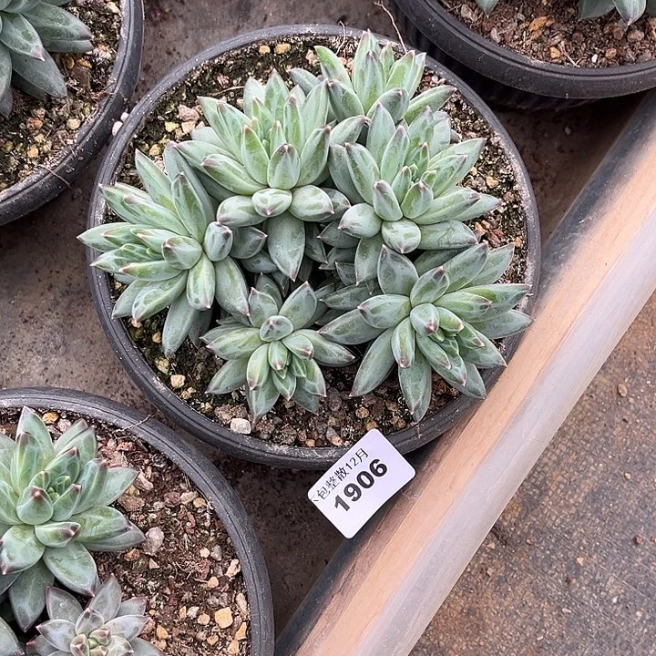 阿雅园艺。      1906三色美人