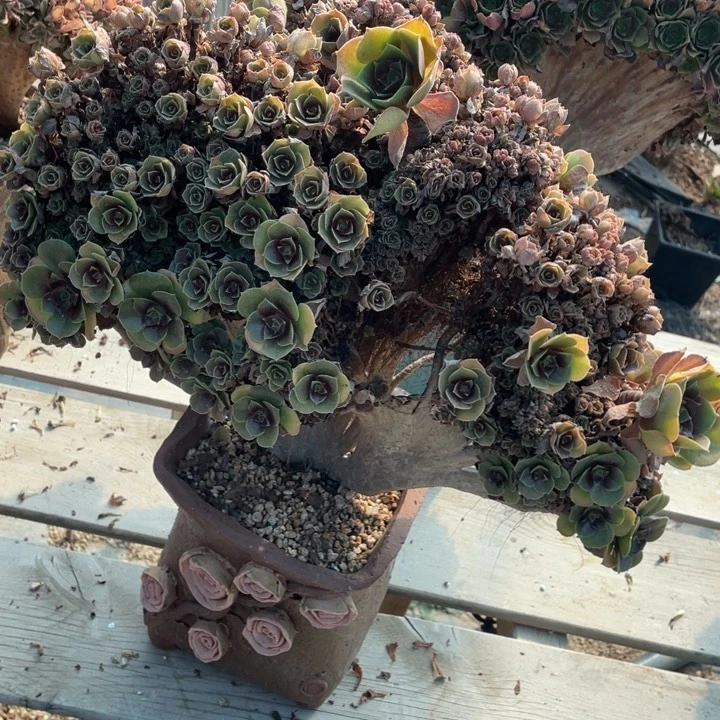 多肉带伤吃到一半的小可爱