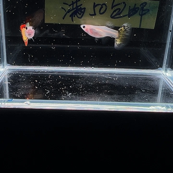 孔雀鱼红老虎玻璃猫