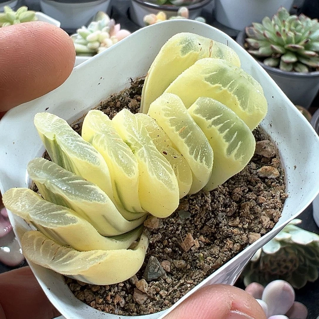 玉扇锦 小方花圃一物一拍