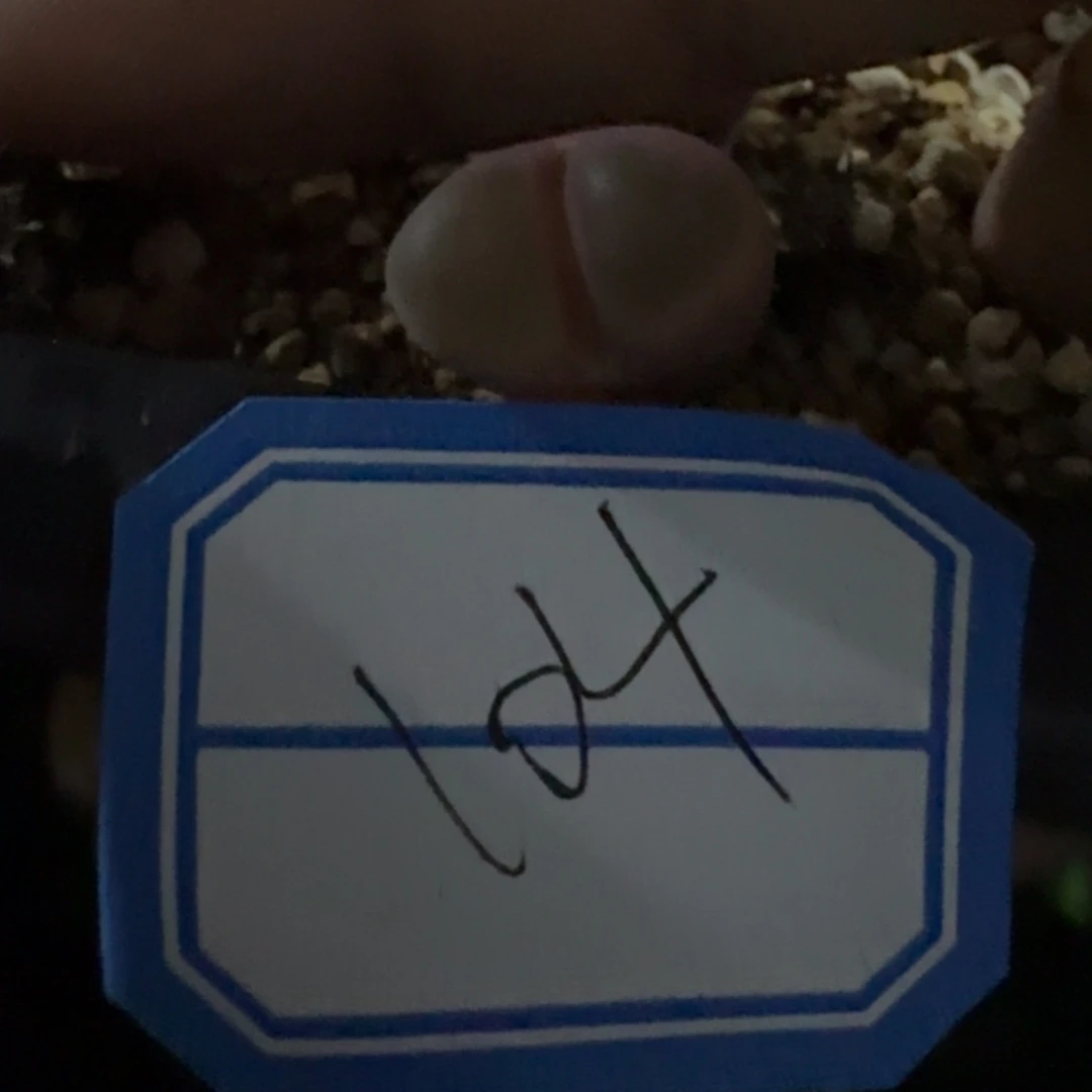 K****.104.....多肉....