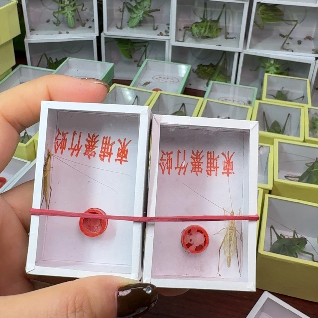 七***炫2条柬埔寨竹林。