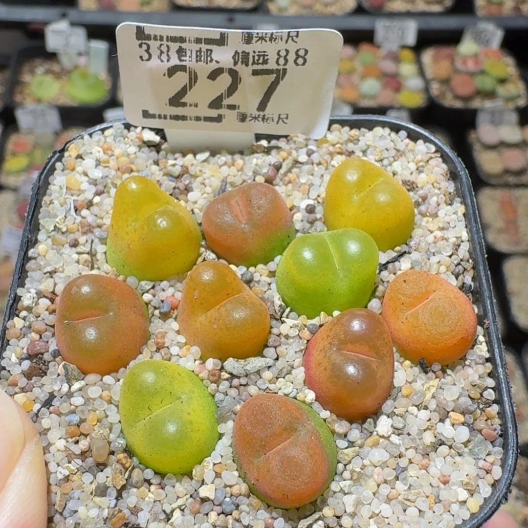 Ssss精品生石花227