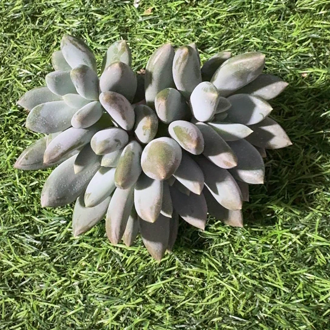 多肉植物哥特萝莉群