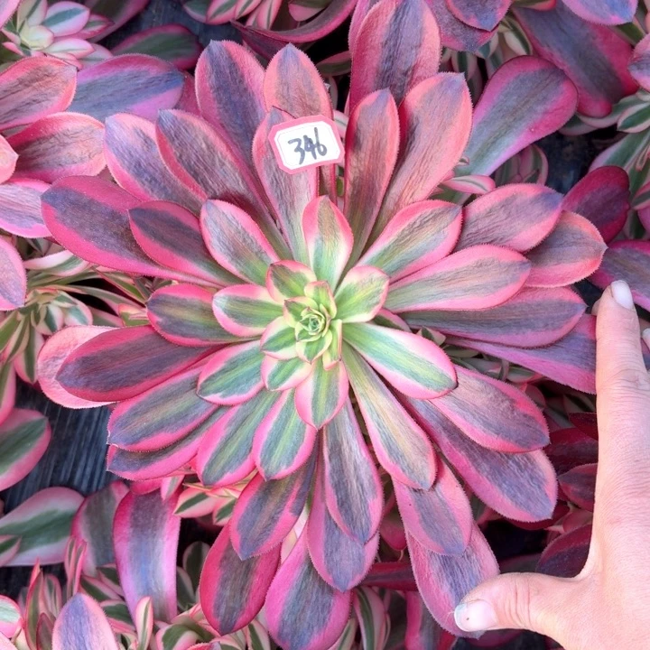 美杜莎锦中锦法师多肉346