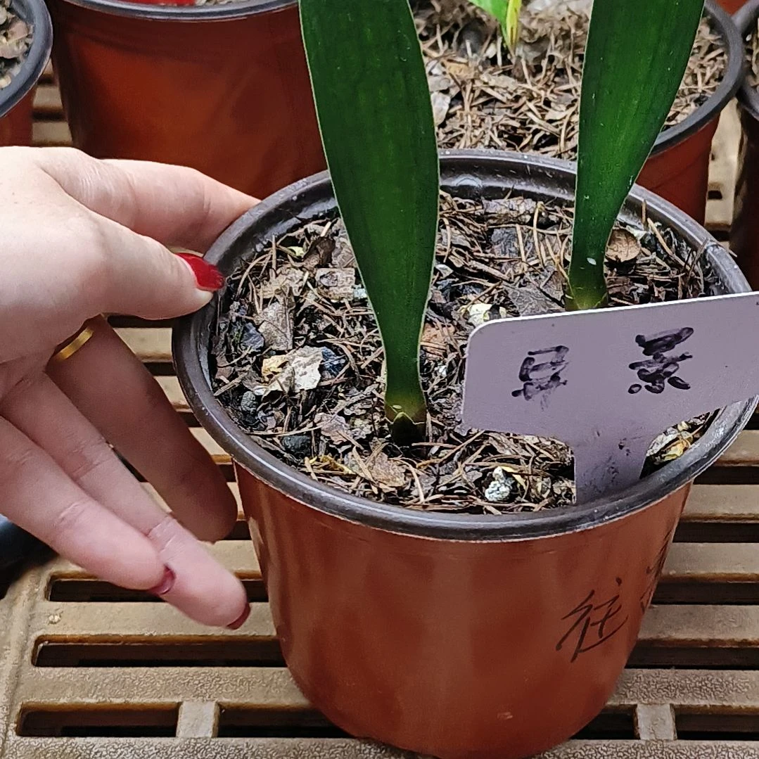 完全开放君子兰默认君子兰往事