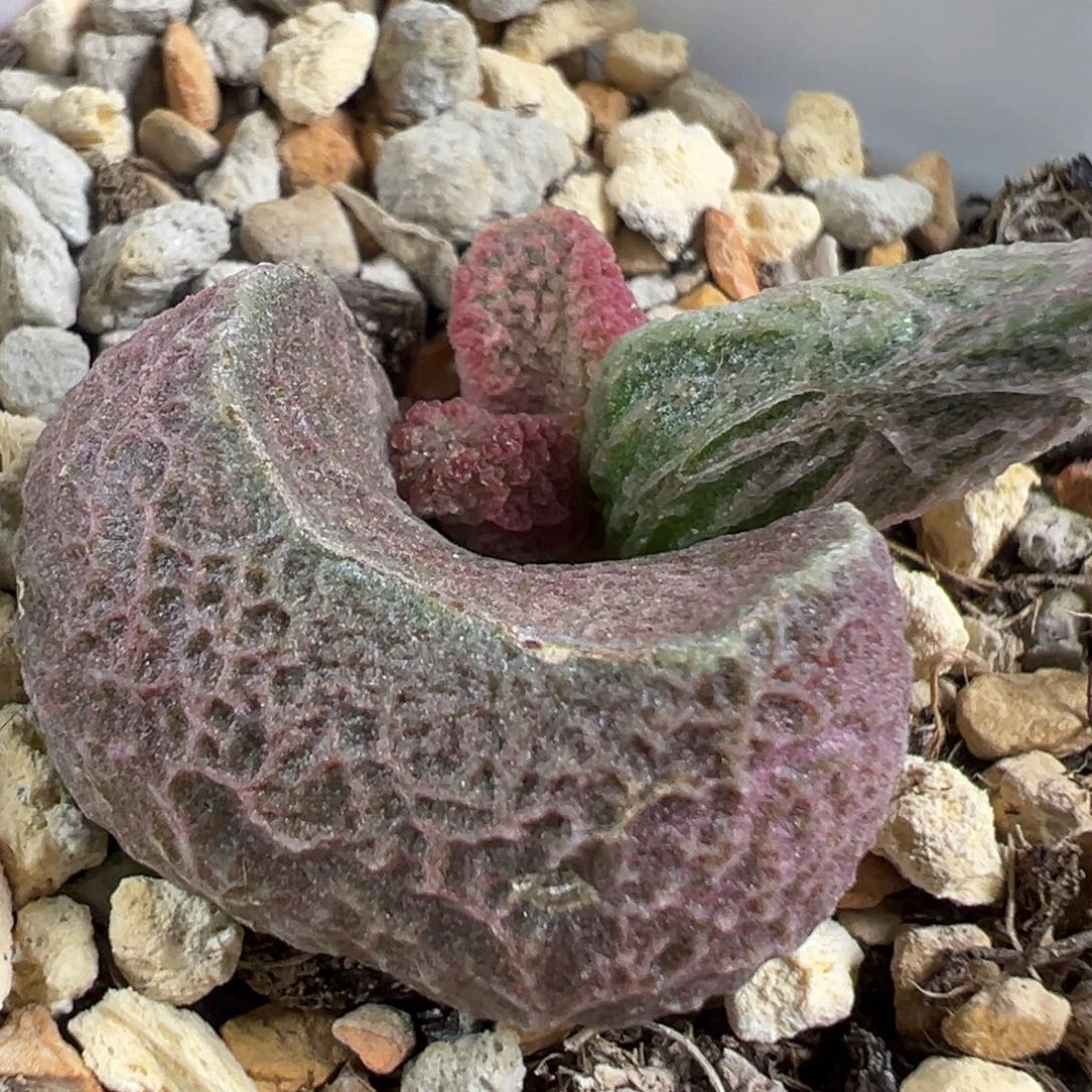 w细纹款实生新品多肉植物