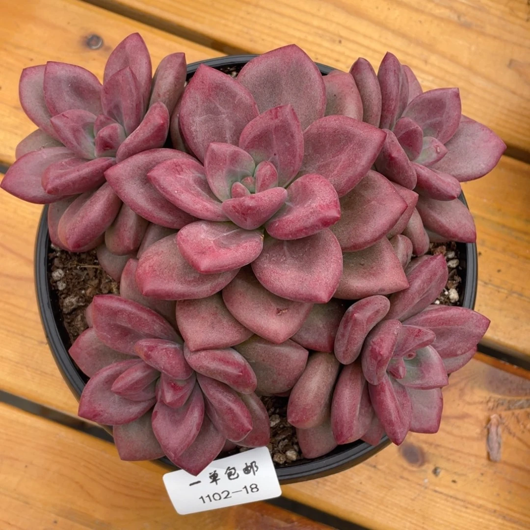 1102-18-赫菲。。，，，，