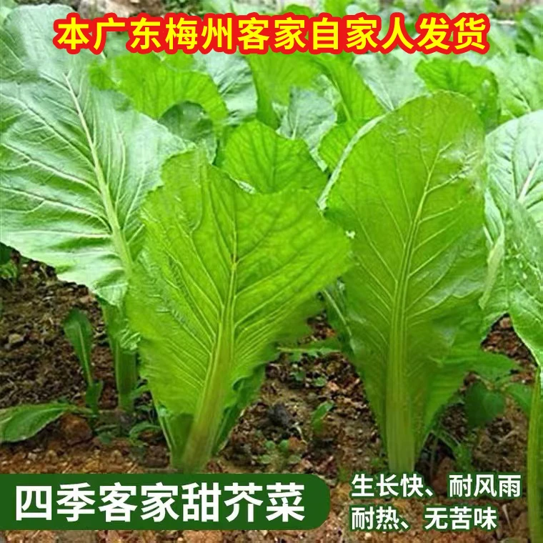 四季客家甜竹芥菜客家甜芥菜种子蔬菜种子大全抗热耐寒客家甜芥菜