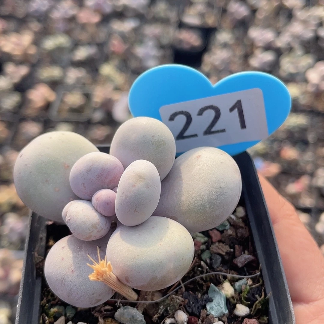 大叶奶酪 脱土发货 冠服5左右