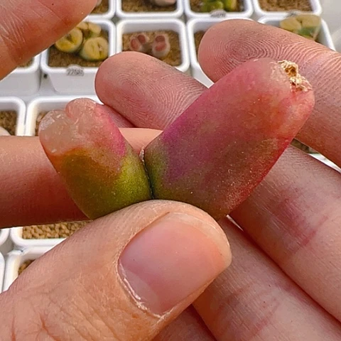 【闪购商品】25969