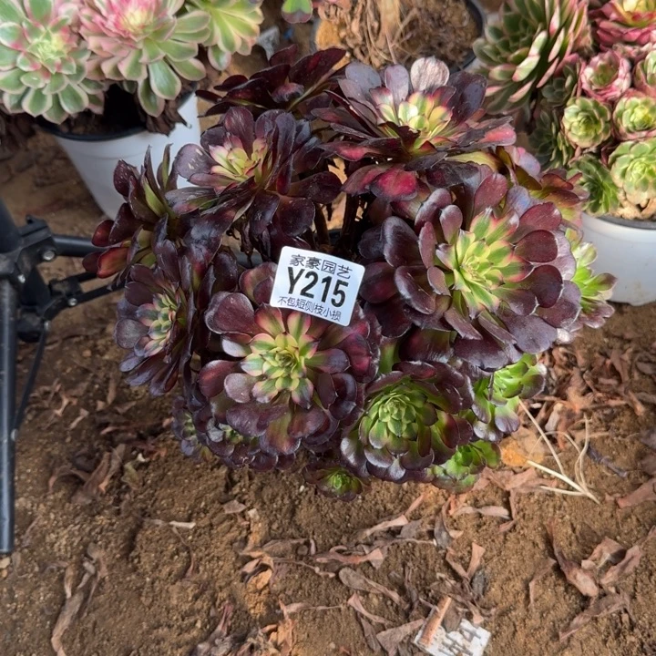 215美姬官服25左右2