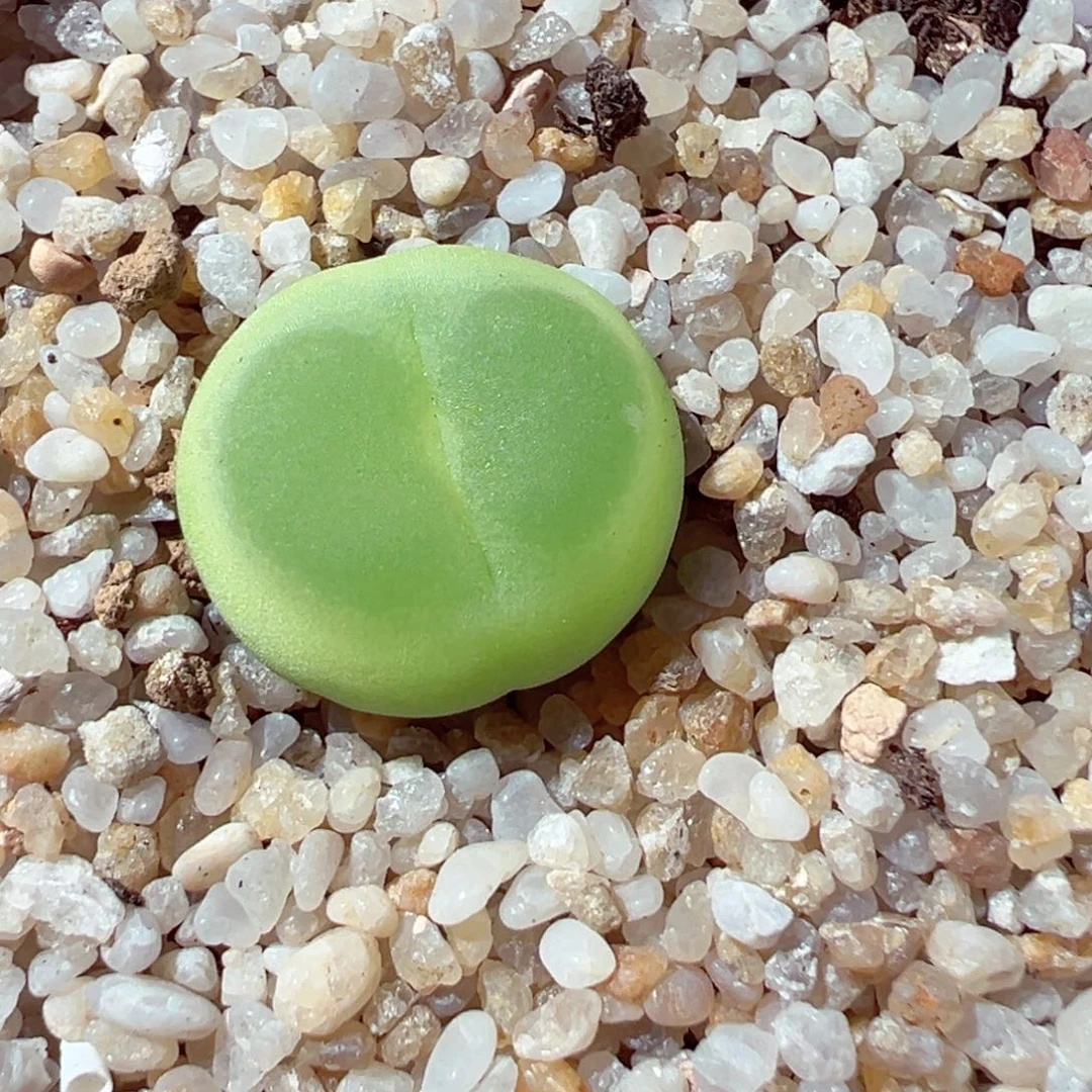 701-478多肉拉登1.55cm