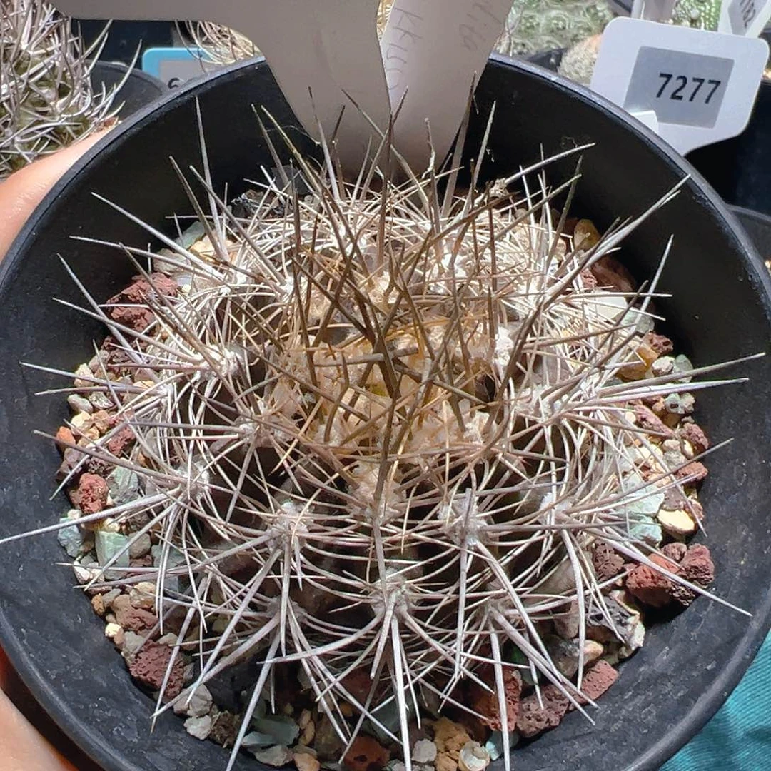 6875智利球属实生裸根发