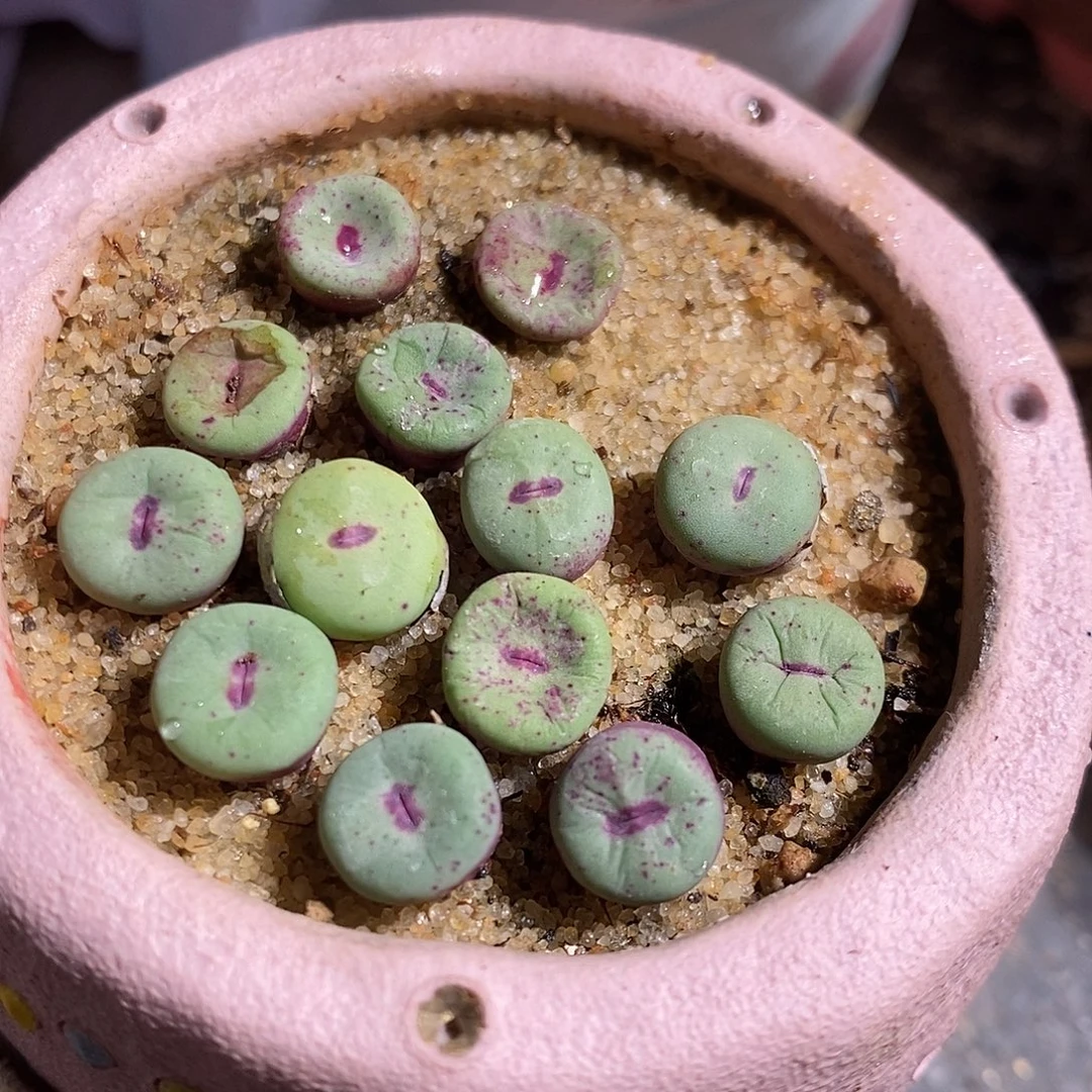 ts427 红嘴一颗。